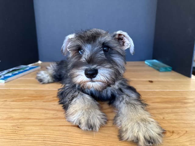 Miniature Schnauzer Puppies media 10