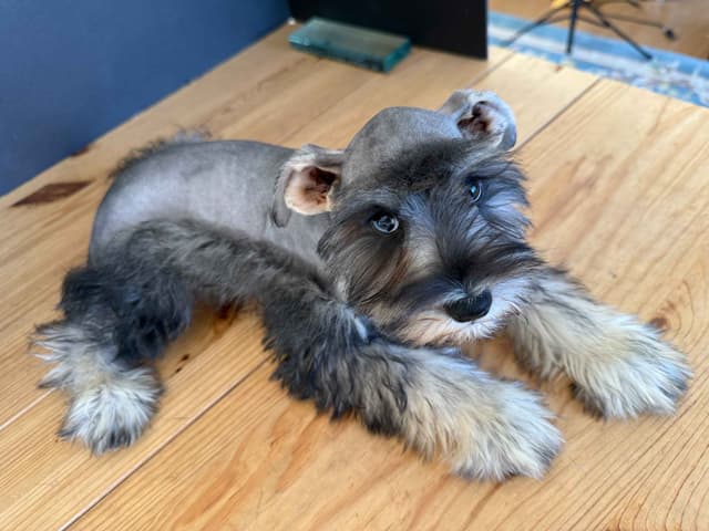 Miniature Schnauzer Puppies media 11