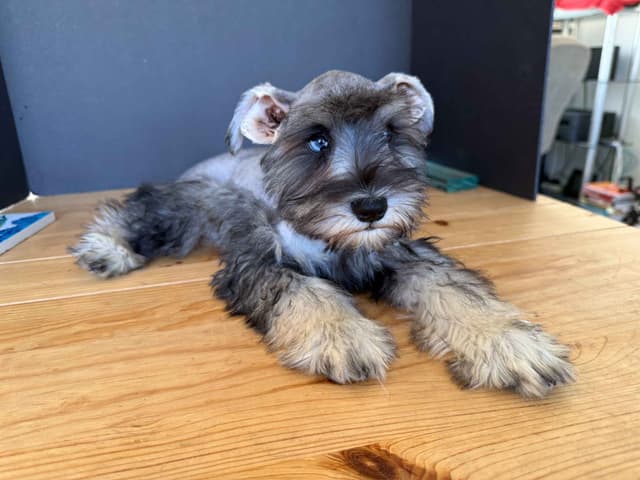 Miniature Schnauzer Puppies media 12