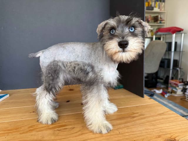 Miniature Schnauzer Puppies media 13