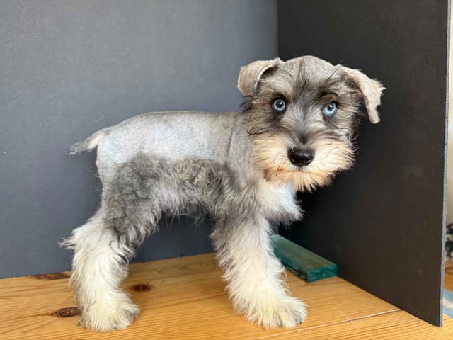 Miniature Schnauzer Puppies media 14