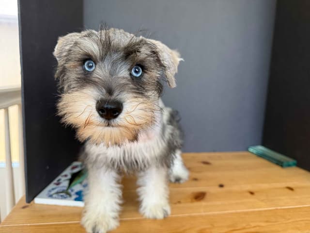Miniature Schnauzer Puppies media 15