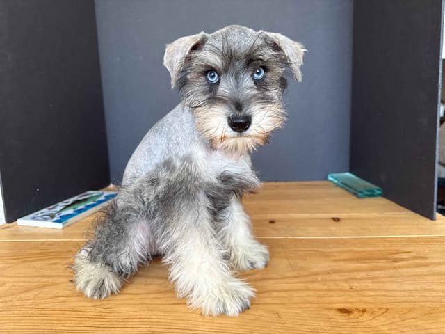 Miniature Schnauzer Puppies media 16