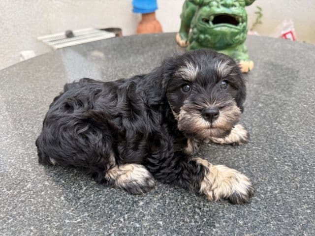 Miniature Schnauzer Puppies media 10