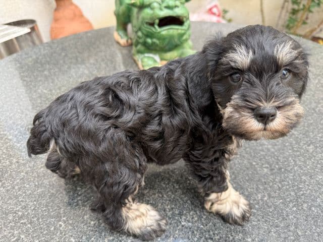 Miniature Schnauzer Puppies media 11