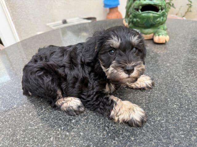 Miniature Schnauzer Puppies media 12