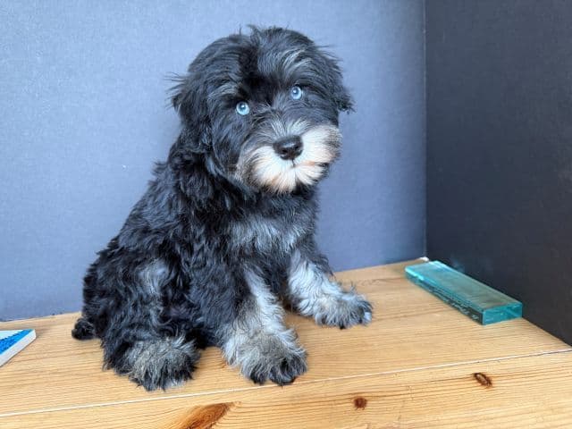 Miniature Schnauzer Puppies media 13