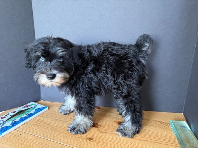 Miniature Schnauzer Puppies media 14