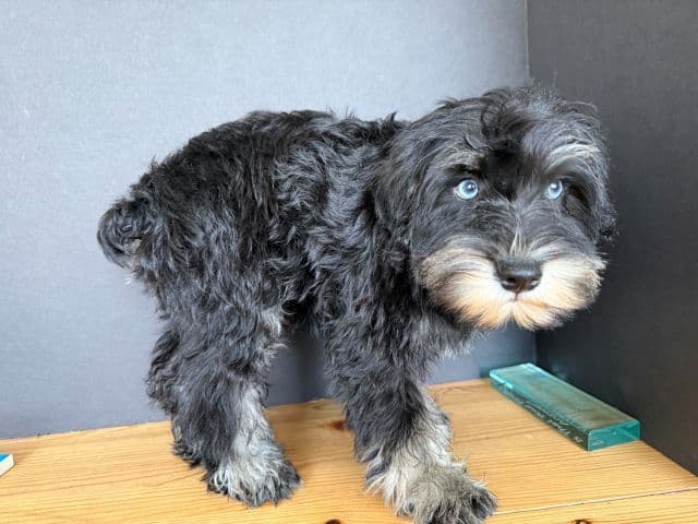 Miniature Schnauzer Puppies media 15