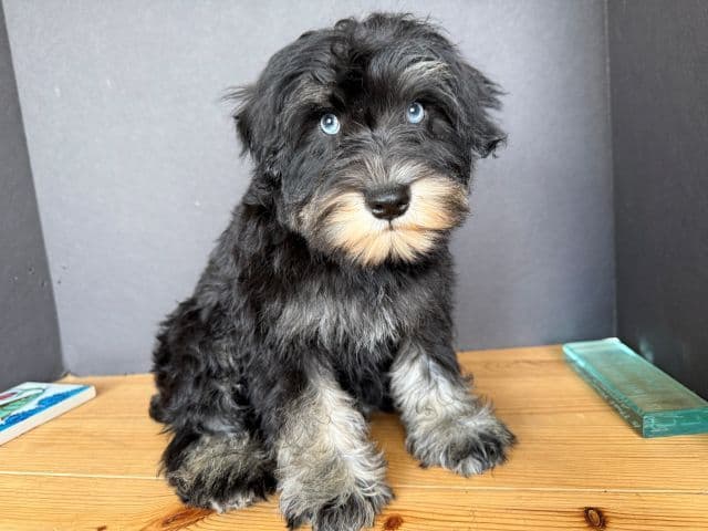 Miniature Schnauzer Puppies media 16