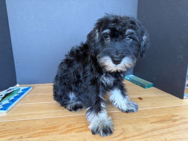 Miniature Schnauzer Puppies media 8