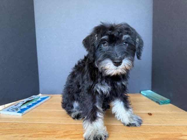 Miniature Schnauzer Puppies media 5