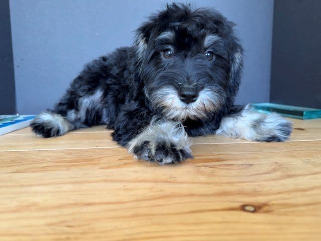 Miniature Schnauzer Puppies media 6