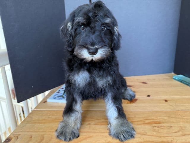Miniature Schnauzer Puppies media 2