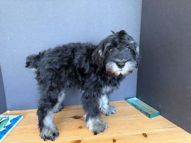 Miniature Schnauzer Puppies media 3