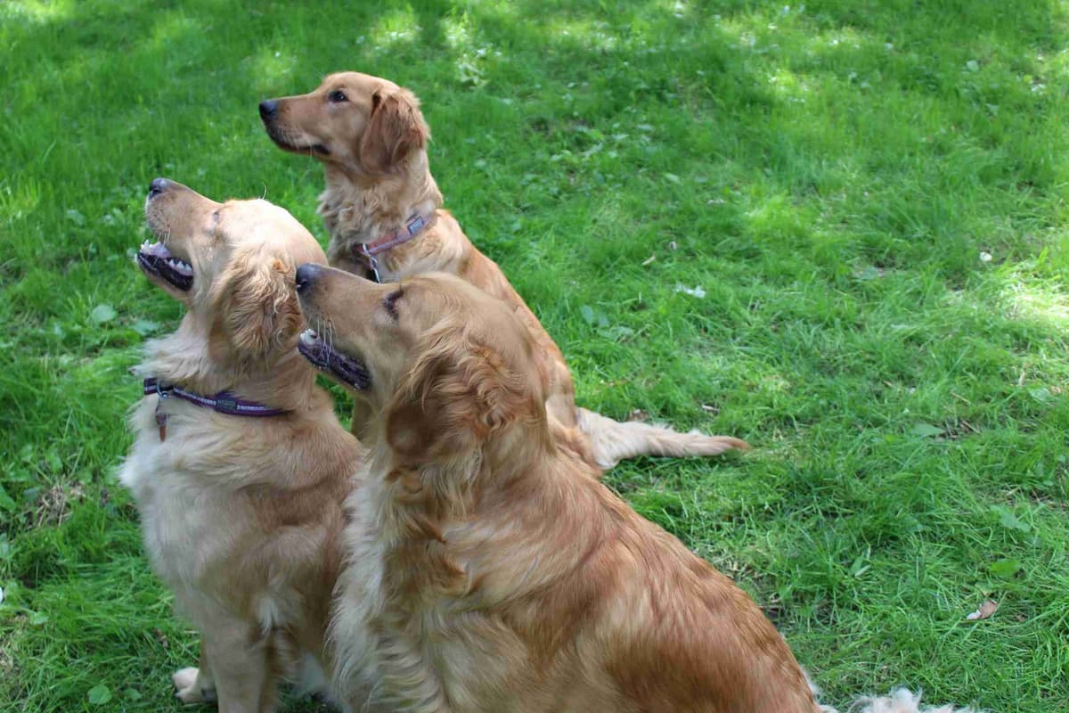 STUD dog breeder image 1