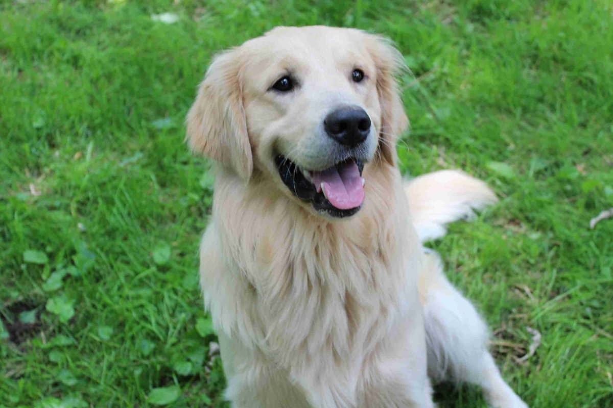 STUD dog breeder image 3