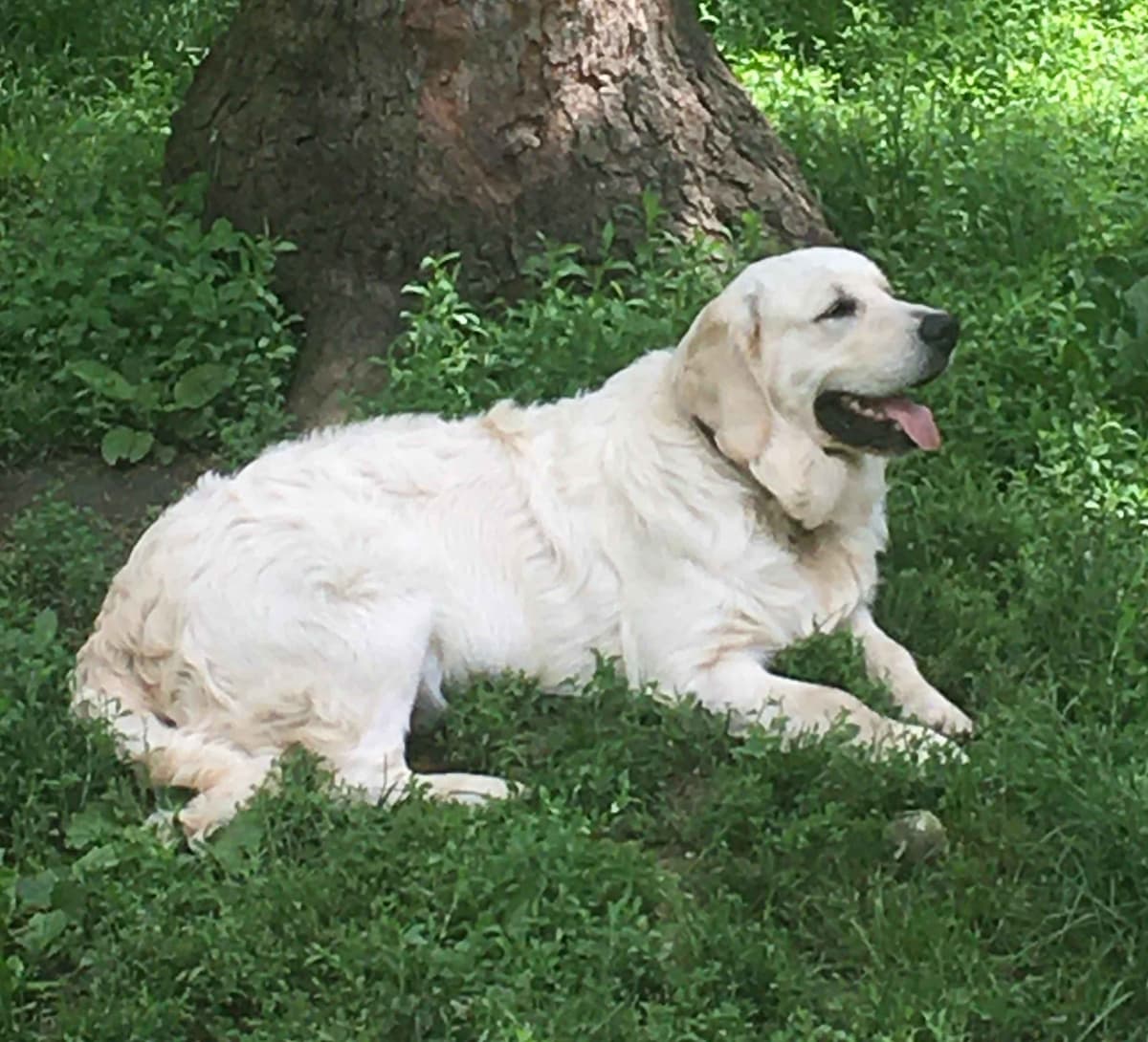 STUD dog breeder image 7