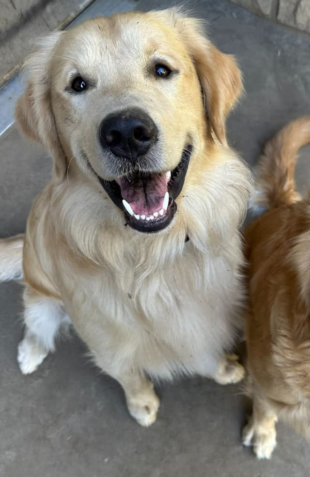 STUD dog media 2