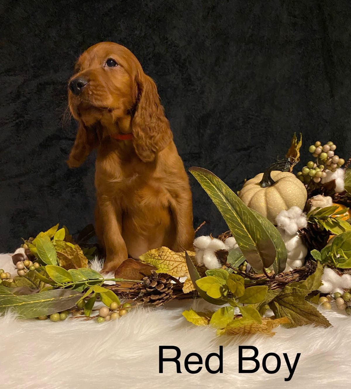 Irish Setter Puppies breeder image 1