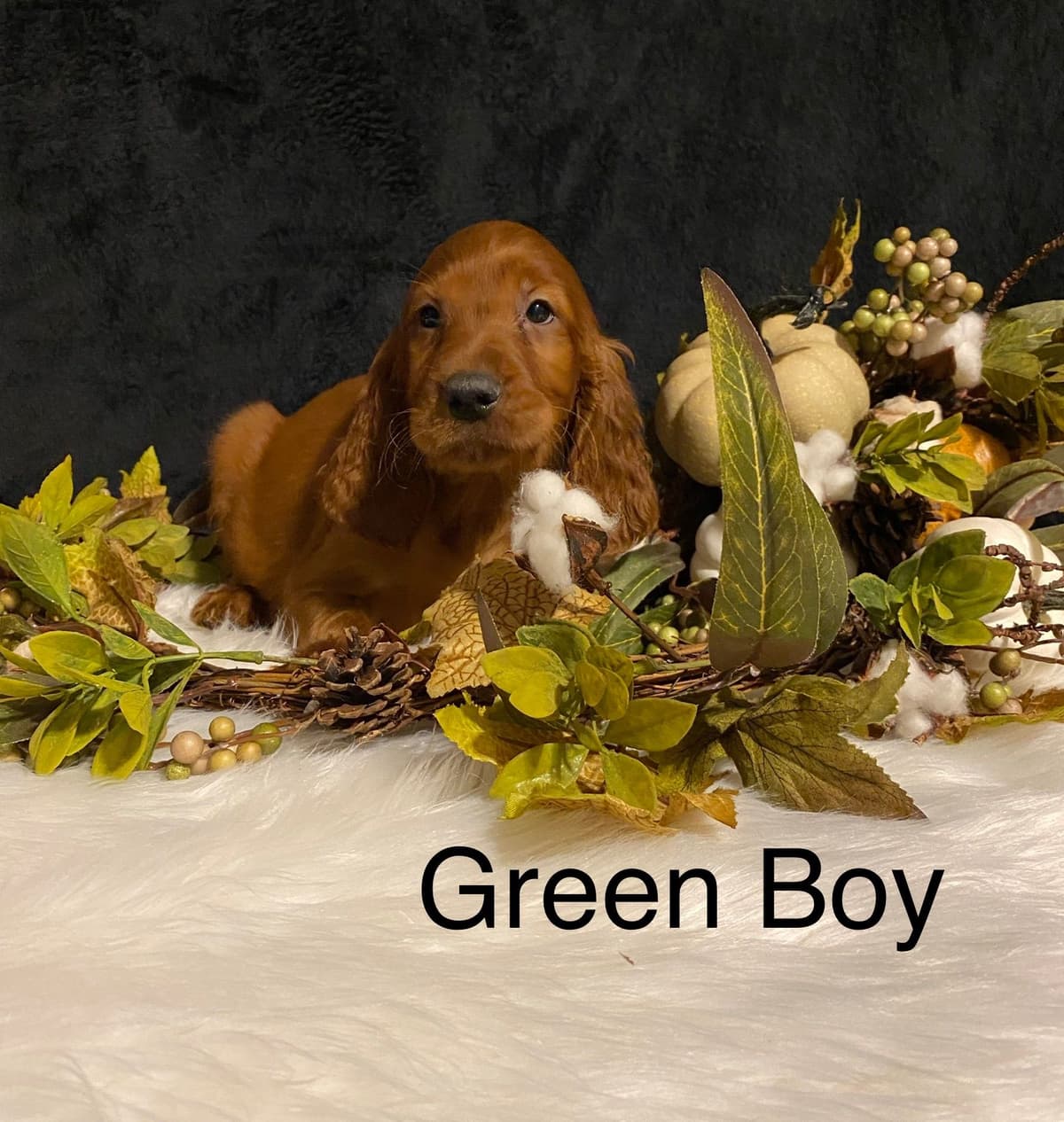 Irish Setter Puppies breeder image 2