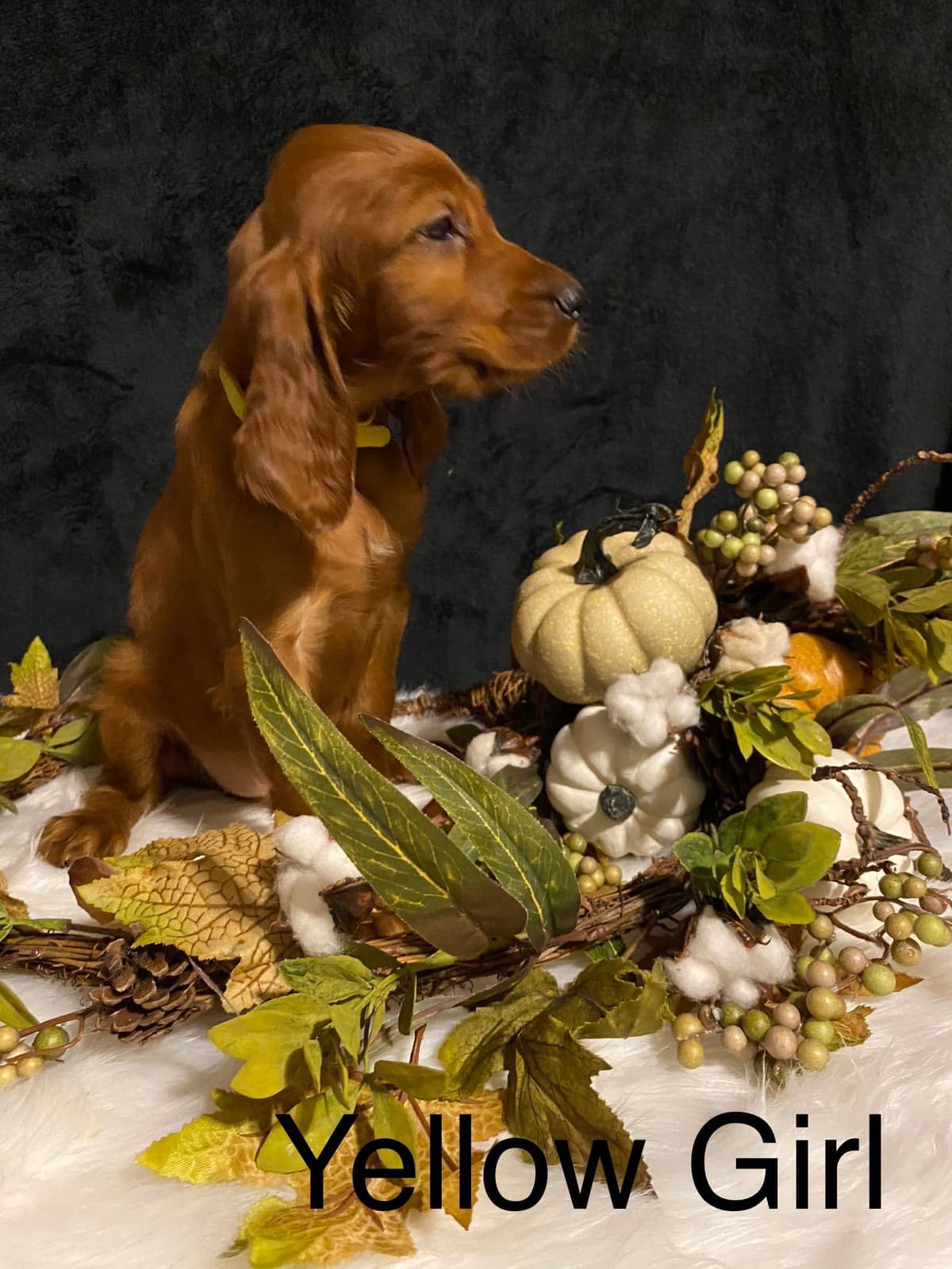 Irish Setter Puppies breeder image 3