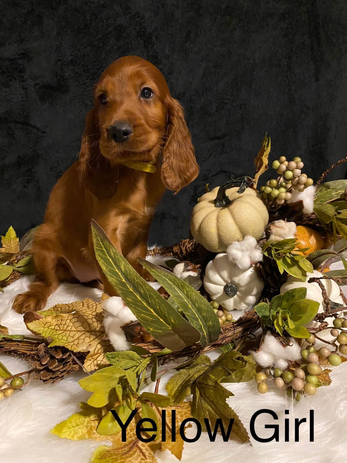 Irish Setter Puppies breeder image 6