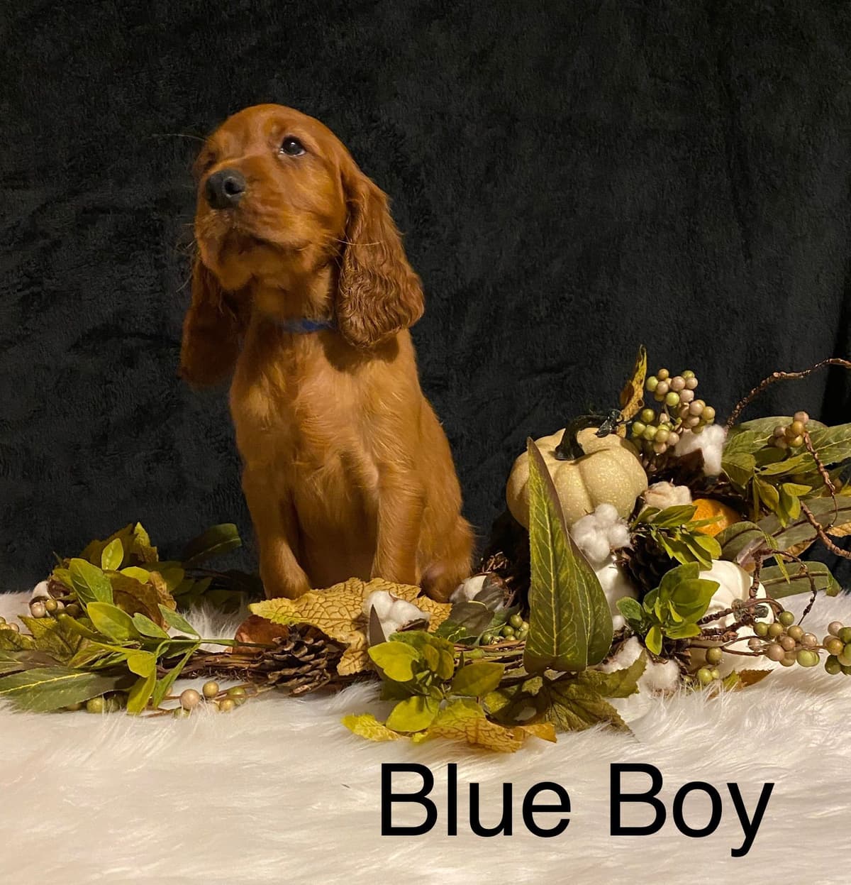 Irish Setter Puppies breeder image 7