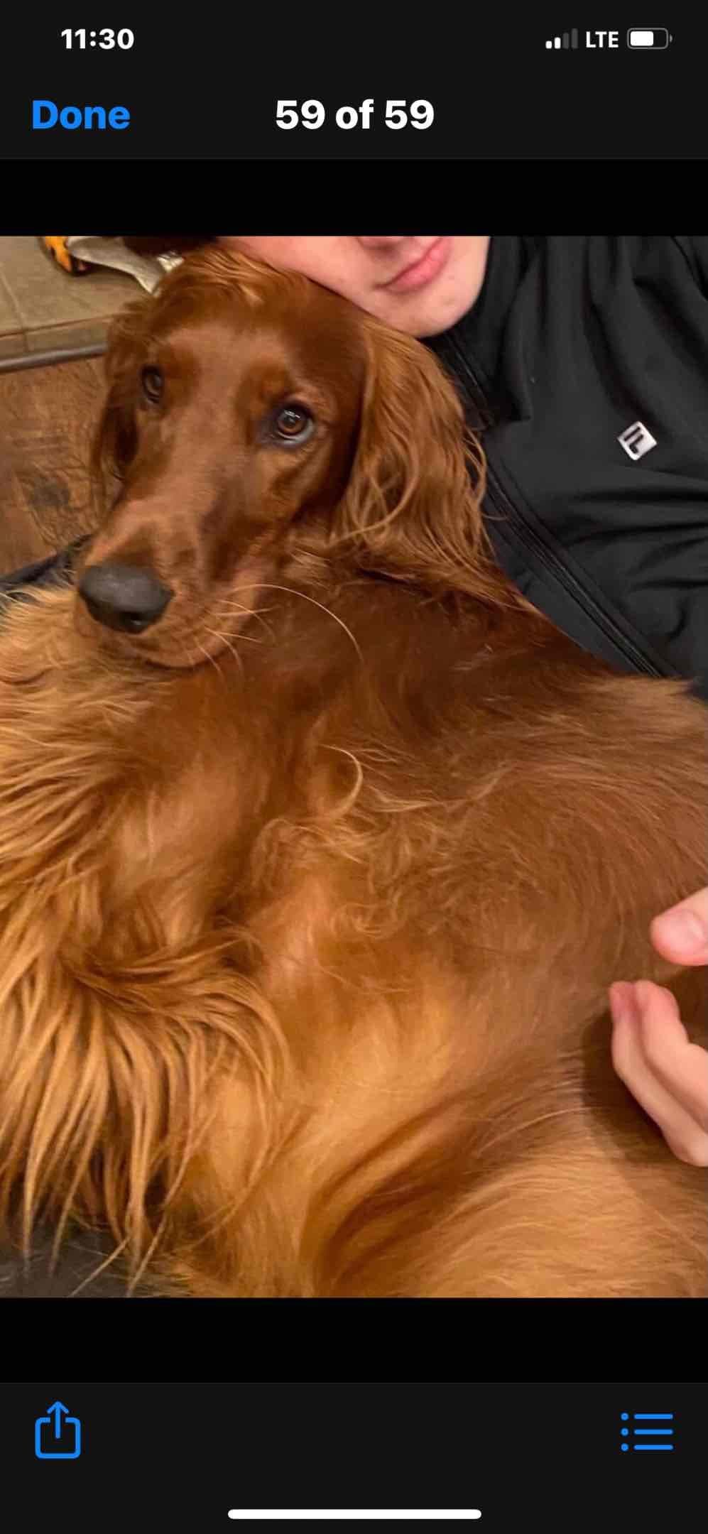 Irish Setter Puppies breeder image 9