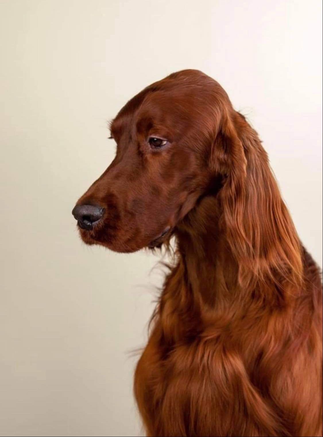 Irish Setter Puppies breeder image 8