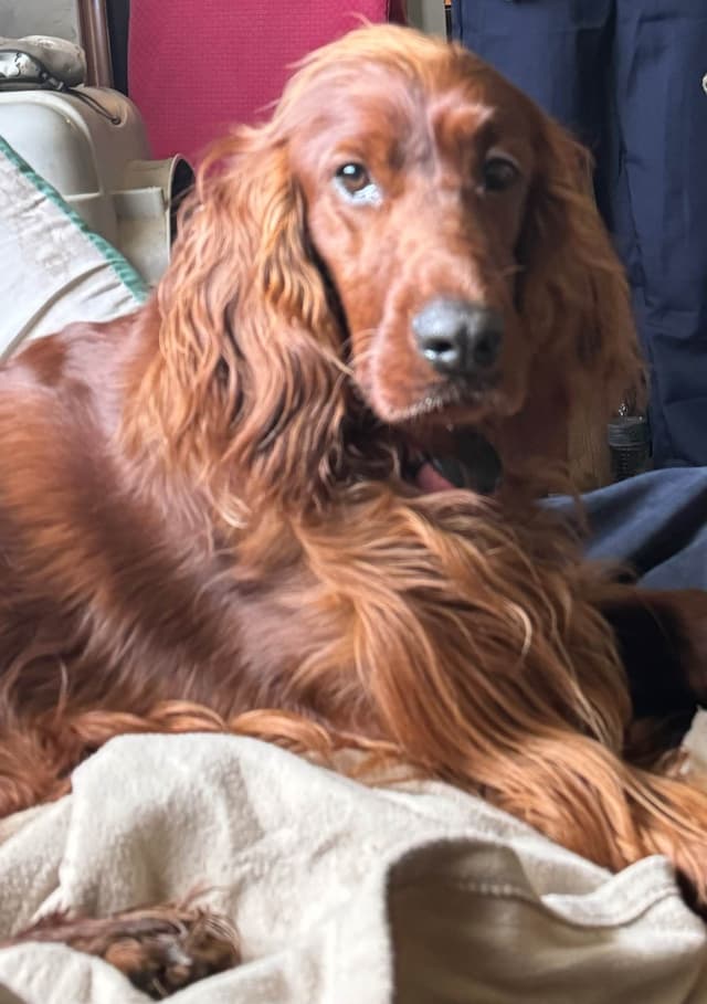 Irish Setter Puppies media 12