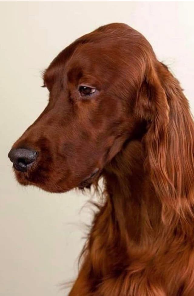Irish Setter Puppies media 9
