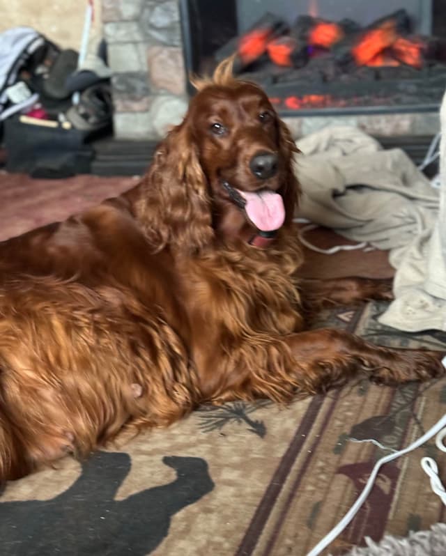 Irish Setter Puppies media 10