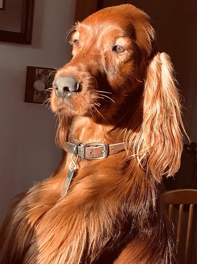 Irish Setter Puppies media 11