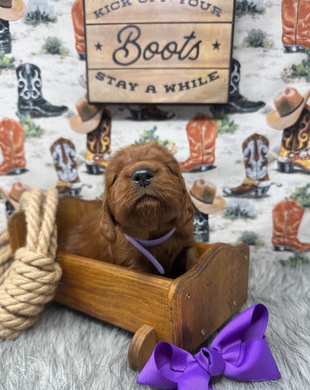 Irish Setter Puppies media 2