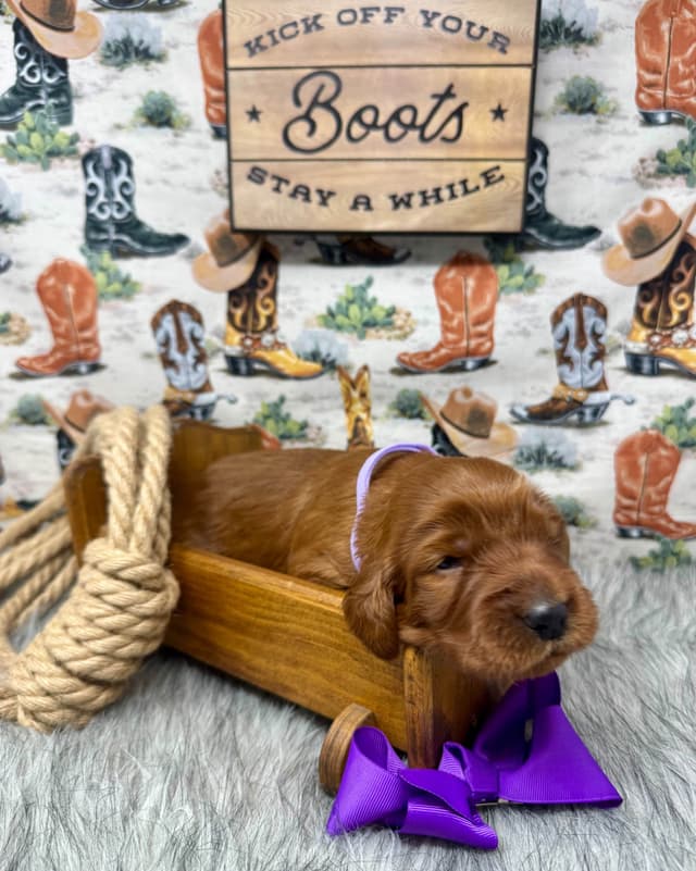 Irish Setter Puppies media 3
