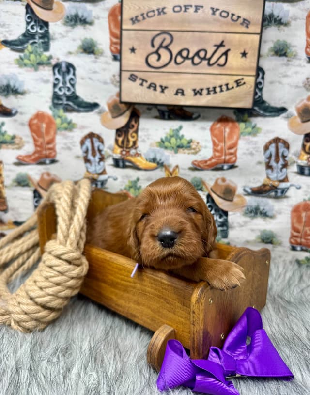 Irish Setter Puppies media 4