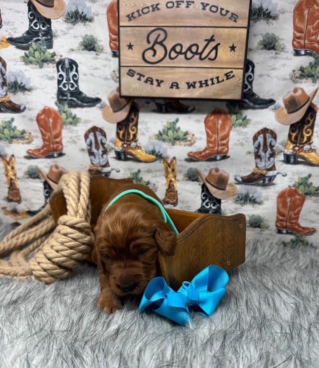 Irish Setter Puppies media 6
