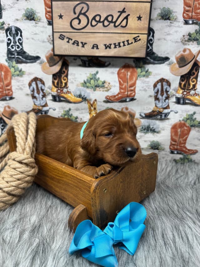 Irish Setter Puppies media 5