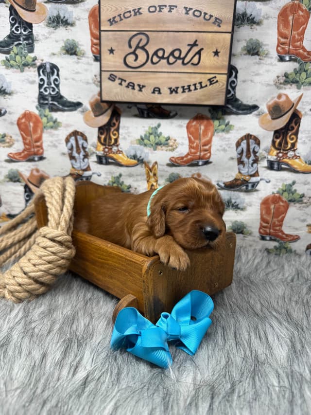 Irish Setter Puppies media 7