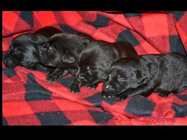 Miniature Schnauzer Puppies breeder image 2