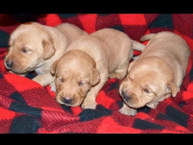 Miniature Schnauzer Puppies breeder image 3