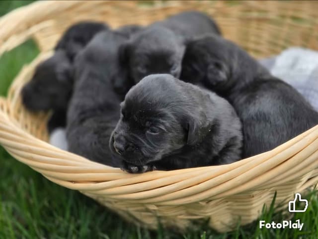 British Labrador Retriever Puppies media 2