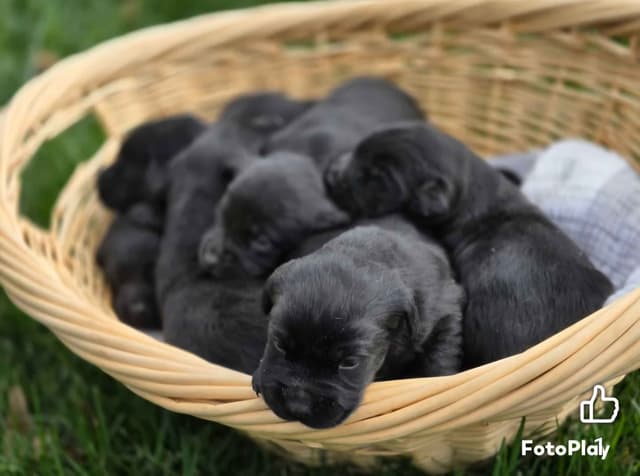 British Labrador Retriever Puppies media 3