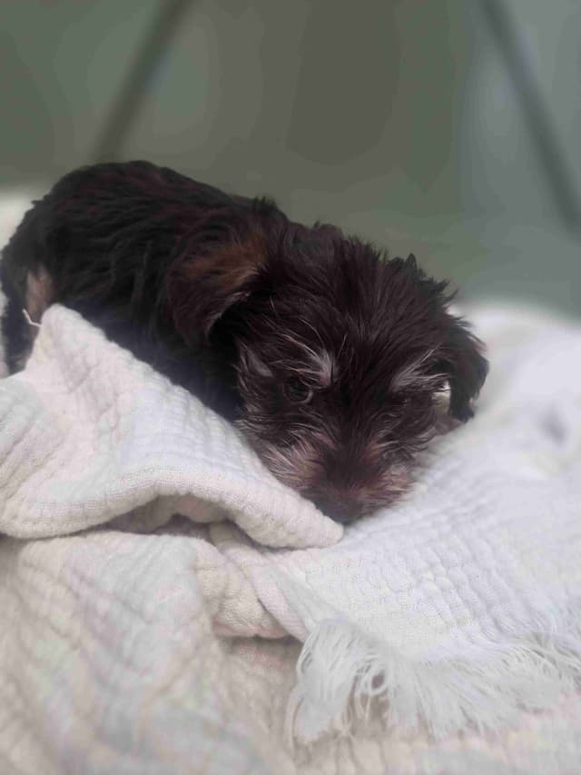 Miniature Schnauzer Puppies media 3