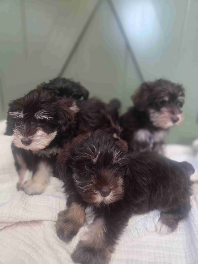 Miniature Schnauzer Puppies media 6