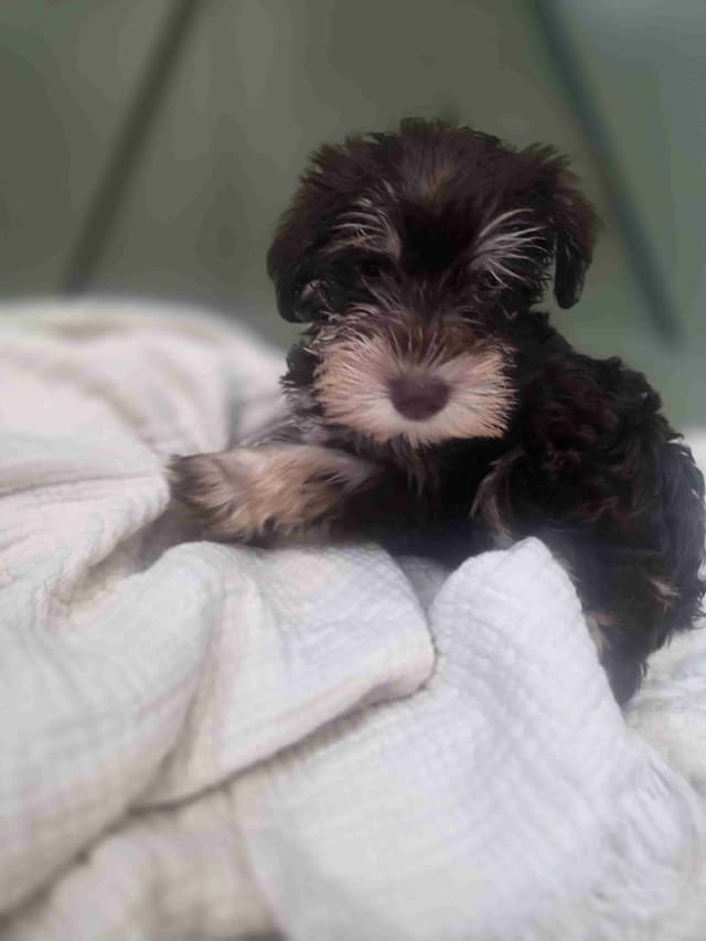 Miniature Schnauzer Puppies media 2