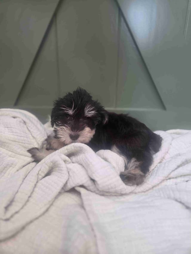 Miniature Schnauzer Puppies media 4