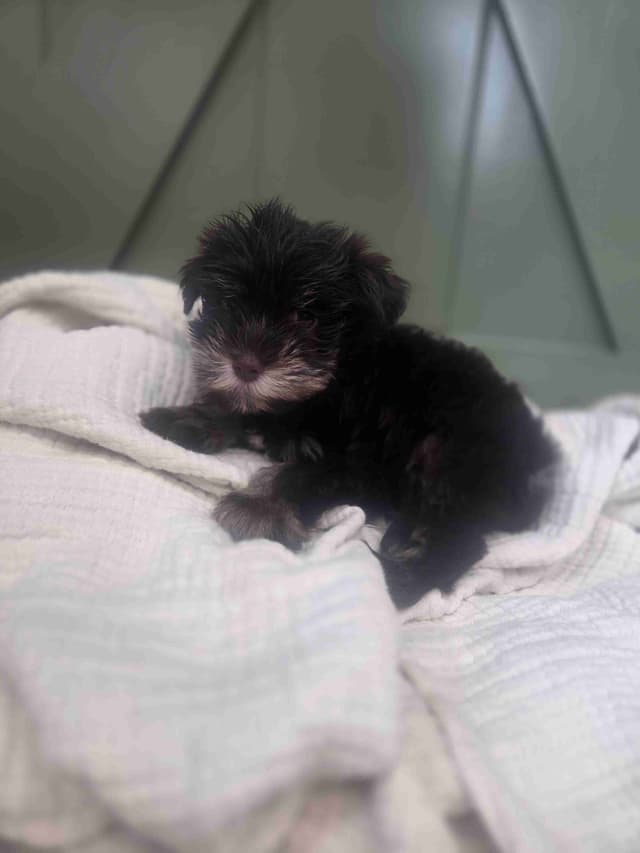 Miniature Schnauzer Puppies media 5