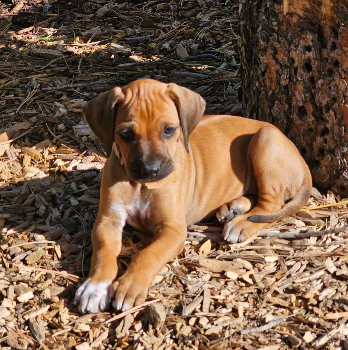 Rhodesian Ridgeback Puppies breeder image 3